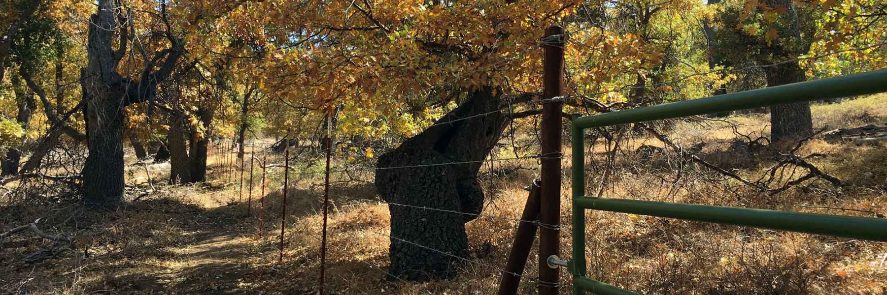 Mesic sites in the fall. Credit: Devyn Orr