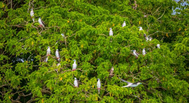 Red-footed boobies roost in a native Pisonia tree. Credit: Dana Edmunds