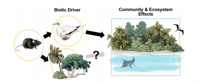 " Rodent eradications are usually undertaken to protect seabirds from rat predation, recovering the ecological processes seabirds regulate (e.g., nutrient subsidies and soil turnover; top pathway). However, less is known about how rodent eradications may directly impact (through seed predation) plant communities and the ecological processes they regulate (bottom pathway)." Credit: Ana Miller-ter Kuile, Devyn Orr, Tracey Saxby & Sally Bell