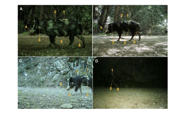 "[E]xample of criteria of image quality we show 4 photos (A–D) that were used to identify and resight wild pig M02 over a period of 9 monthsacross multiple camera stations within our survey grid on Tejon Ranch, California, USA, during 2015–2016." Credit: Ben Teton