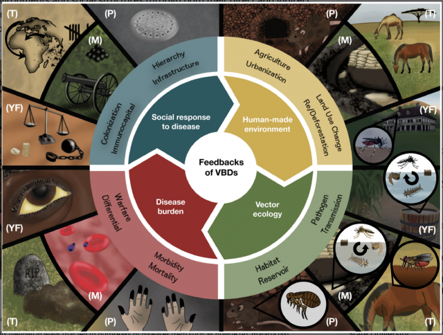 "Socio‐ecological feedbacks of vector‐borne diseases (VBDs) throughout human history. " Credit: Athni et al. 2020