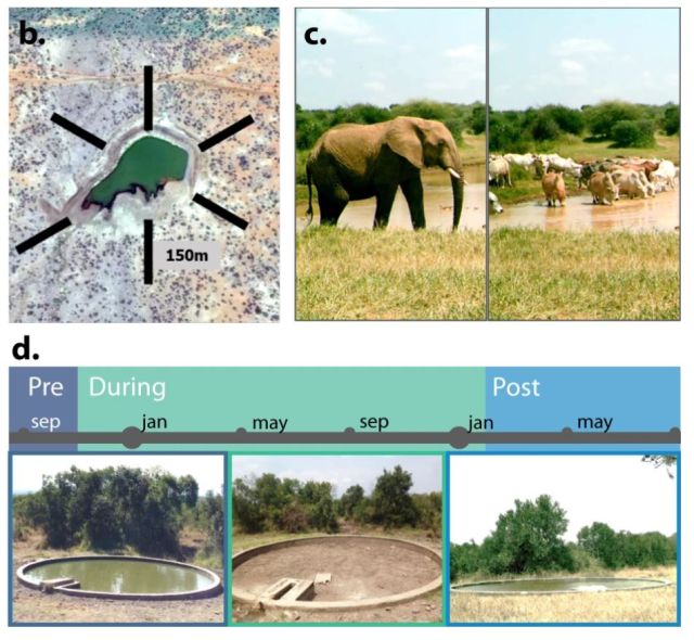 Sites were consistently utilized by both wildlife and domestic animals as measured by camera traps. Experimental pans were filled and surveyed at the beginning of the study.