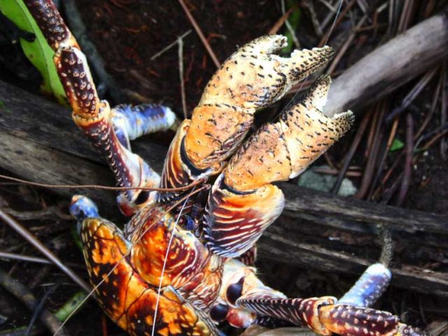 Catastrophic Animal Loss