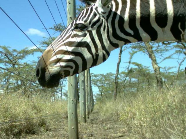 Declines in Large Wildlife Lead to Increases in Disease Risk