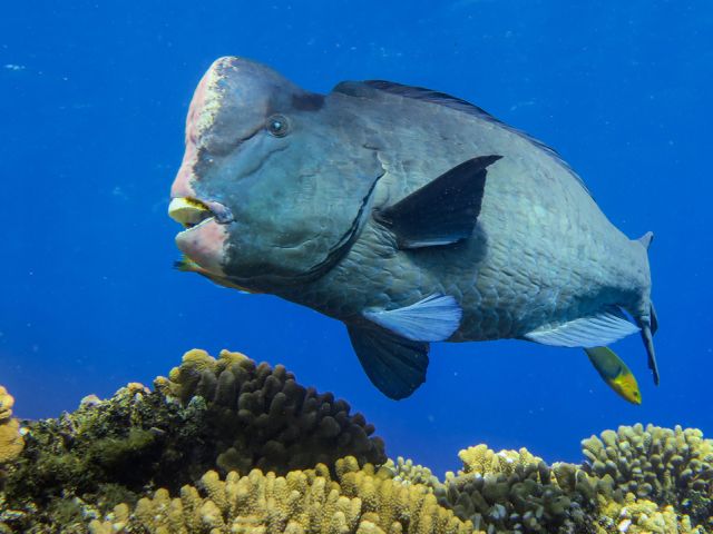 Bumphead Parrotfish. Credit: NOAA Fisheries