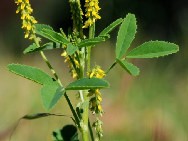 Melilotus indicus. Credit: Barry Breckling