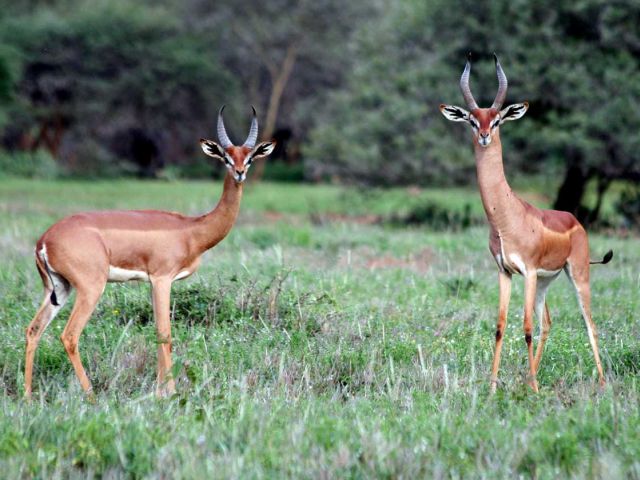 Vulnerability and extinction risk of migratory species from different regions and ecosystems worldwide