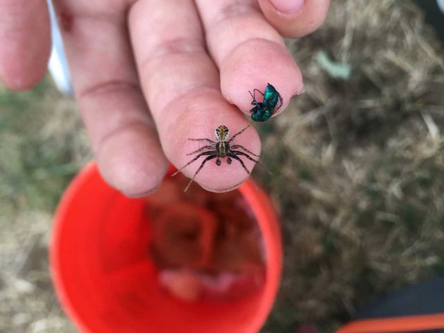 Arthropod collection at Tejon. Credit: Devyn Orr