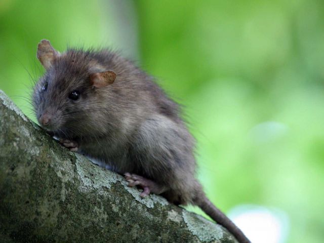 Disappearing mosquitoes leave clues about basic ecology