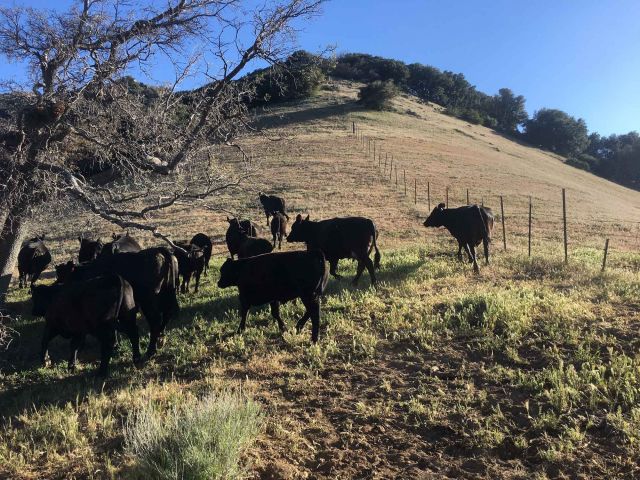 Cattle herd at Tejon. Credit: Devyn Orr
