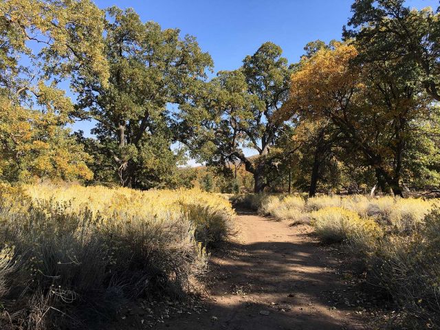 Rabbitbrush lined road at Tejon. Credit: Devyn Orr