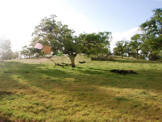 California Condors at Tejon. Credit: Hillary Young