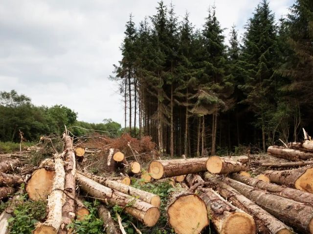 Sitka spruces at a tree farm in County Leitrim. Credit: Johnny Savage/The Guardian