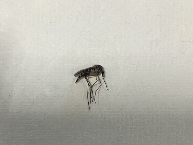 Gravid female mosquito. Credit: Steph Copeland