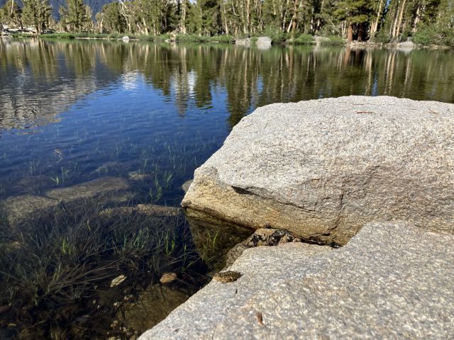 Mountain Yellow-Legged Frog. Credit: Steph Copeland