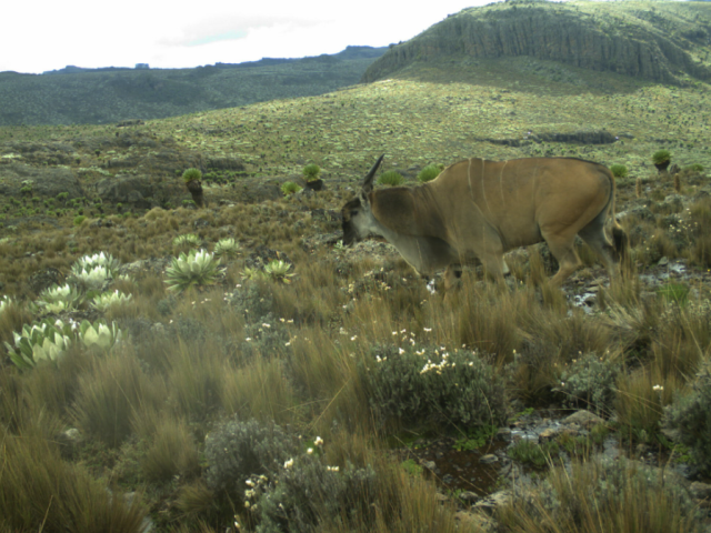 A male common eland (Taurotragus oryx) traversing the sparse vegetation of Mt Kenya's Afro-alpine habitat at an elevation of 4164 m.