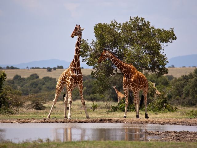 Giraffes at watering hole. Image by ejakob from Pixabay
