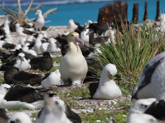 Resting albatrosses. Image by PublicDomainImages from Pixabay