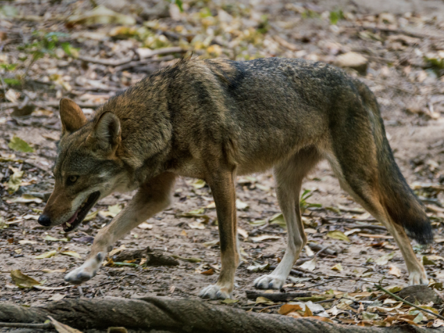 Coyote foraging on the coast.